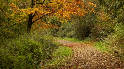 A path covered in fallen autumn leaves, lined with trees and bushes showing autumn colours, Newark Park, Gloucestershire